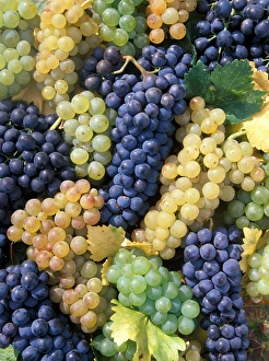Images Dated 19th April 2005: USA, California, Edna Valley Ava, San Luis Obispo. Syrah, Cabernet Sauvignon, Merlot