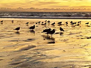 Sea Gull Prints: USA, California, Encinitas, Sea gulls on Moonlight Beach at sunset