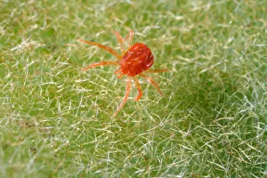 USA; California; Extreme close-up of a spider mite