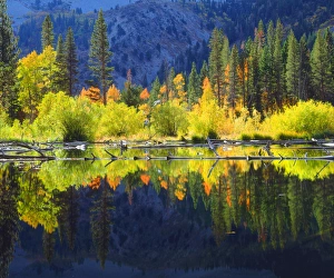 Sierra Prints: USA; California; Fall colors reflecting in A beaver pond in the Sierra Nevada Mountains