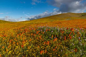 Images Dated 30th June 2020: USA, California. Field of California Poppy, gold field, and Filaree wildflowers