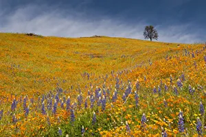 Coloma Prints: Usa, California. A field of poppies and lupines turns a mountainside yellow and blue in spring