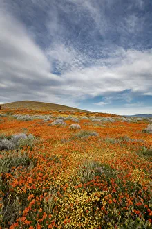 Images Dated 21st January 2020: USA, California. Fields of California Poppy, Goldfields with clouds, Antelope Valley