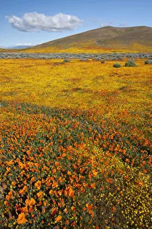 USA, California. Fields of California Poppy, Goldfields with clouds, Antelope Valley