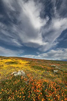 USA, California. Fields of California Poppy, Goldfields with clouds, Antelope Valley