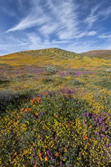 Images Dated 21st January 2020: USA, California. Fields of California Poppy, Goldfields, Owls Clover with clouds