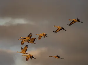 Volcanic Prints: Usa, California. A flock of sandhill cranes flies at sunset, near Lodi, California