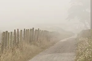 Passage Prints: Usa, California. Fog blankets this driveway at Point Reyes