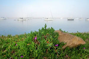 Yacht Prints: USA, California. Foggy morning on Morrow Bay