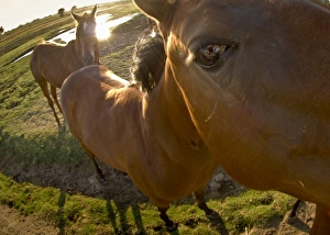 Images Dated 17th July 2007: USA, California, Fresno, horses