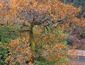 Images Dated 10th August 2020: USA, California, Garberville. Moss on oak tree in fall color