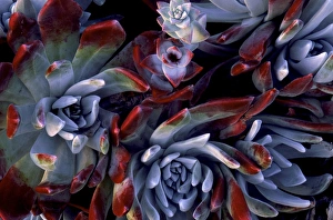 Images Dated 16th December 2014: USA, California, Garrapata State Park. Red-leaf succulent plants