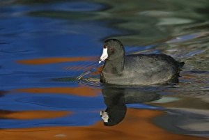 USA, California, Glorietta Bay. American coot moving in water