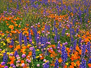 USA, California, Gorman. Field of California poppies, Bentham lupines, and globe gilia