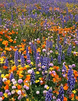 Rebirth Prints: USA, California, Gorman. Field of poppies and lupine wildflowers