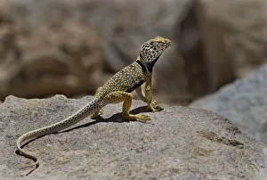 Images Dated 14th February 2022: USA, California. Great basin or desert collared lizard on rock