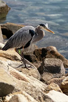 Fowl Prints: USA, California. Great Blue Heron (Ardea Herodias)