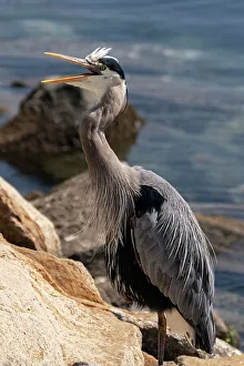 USA, California. Great Blue Heron (Ardea Herodias)