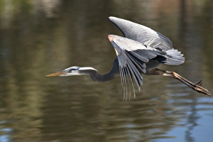 USA, California. Great blue heron flying over lake