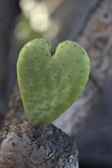 USA, California. Heart-shaped cactus. Credit as: Christopher Talbot Frank / Jaynes