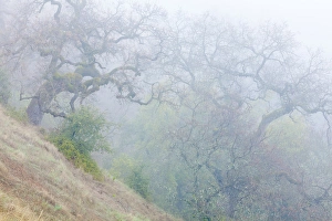 Images Dated 13th March 2012: USA, California, Henry W. Coe State Park. Scenic of morning fog in park. Credit as