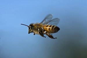Christopher Talbot Frank Prints: USA, California. Honey bee in flight. Credit as: Christopher Talbot Frank / Jaynes