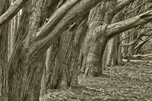 Images Dated 27th May 2022: Usa, California. Huge cypress trees grow in a line near a Point Reyes road