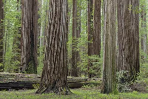 Images Dated 4th April 2017: USA, California, Humbodlt Redwoods State Park