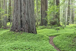 Clover Prints: USA, California, Humbodlt Redwoods State Park