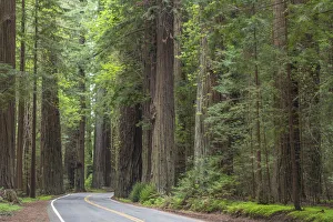 Images Dated 5th April 2017: USA, California, Humbodlt Redwoods State Park. Road through redwood forest. Credit as