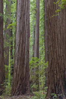 Images Dated 4th April 2017: USA, California, Humbodlt Redwoods State Park