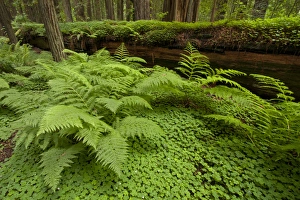 USA, California, Humboldt Redwood National Park. Bracken fern and redwood sorrel border