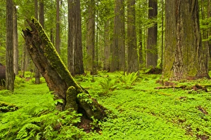 USA, California, Humboldt Redwoods State Park