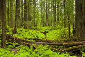 USA, California, Humboldt Redwoods State Park. Bracken ferns (Pteridium aquilinum) & redwoods