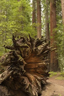 Images Dated 17th June 2021: USA, California, Humboldt Redwoods State Park