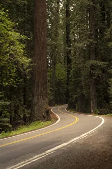 USA, California, Humboldt Redwoods State Park. Avenue of the Giants road into park