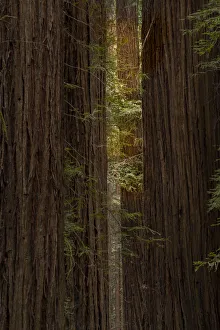 Images Dated 18th June 2021: USA, California, Humboldt Redwoods State Park. Sunbeams on coastal redwood forest