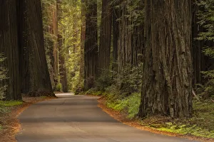 USA, California, Humboldt Redwoods State Park. Road through park redwoods