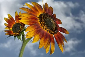 Images Dated 17th October 2006: USA, California. Hybrid sunflower. Credit as: Christopher Talbot Frank / Jaynes Gallery