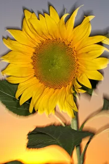 Images Dated 12th September 2006: USA, California, Hybrid sunflower blowing in the wind at dusk