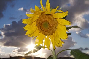 USA, California, Hybrid sunflower blowing in the wind at dusk
