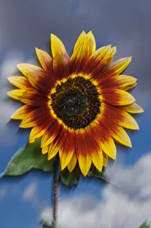 USA, California, Hybrid sunflower blowing in the wind at sunset