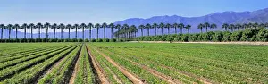 Imperial County Prints: USA, California, Imperial Co. Truck crops grow against a row of palms make an arresting