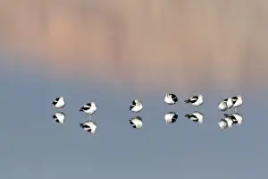 USA - California - Imperial County - Salton Sea area - American Avocet