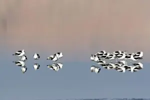 USA - California - Imperial County - Salton Sea area - American Avocet