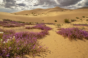 Verbena Prints: USA, California, Imperial Sand Dunes Recreation Area