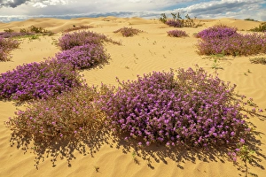 Verbena Prints: USA, California, Imperial Sand Dunes Recreation Area