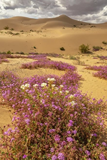 New Images March 2025 Part 2 Prints: USA, California, Imperial Sand Dunes Recreation Area