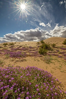 New Images March 2025 Part 2 Prints: USA, California, Imperial Sand Dunes Recreation Area