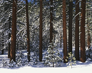 Images Dated 11th February 2013: USA, California, Inyo National Forest, Pine covered with snow